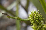 American bur-reed